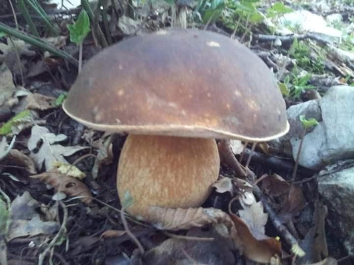 Casa Vacanza Zia Ersilia Rotondi Luaran gambar